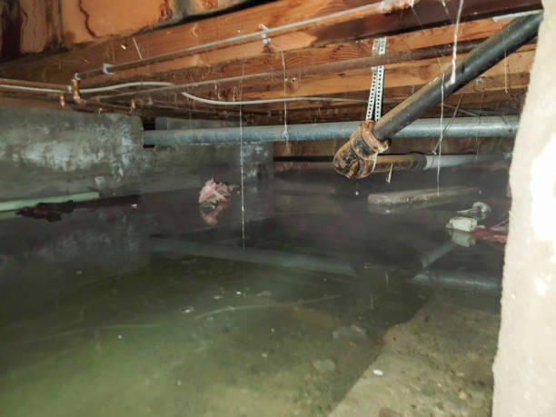 Best Water damage restoration near me  in Blennerhassett, WV